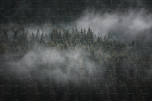 a forest filled with lots of trees covered in fog