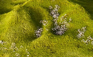a group of small white flowers on a green patch of grass