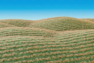 un campo d'erba con un cielo azzurro sullo sfondo