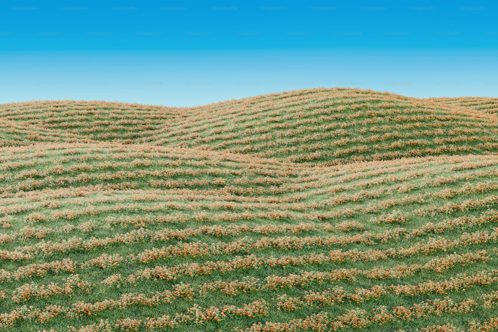 a field of grass with a blue sky in the background