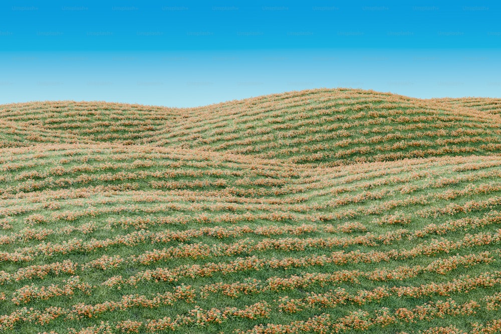 un campo de hierba con un cielo azul al fondo