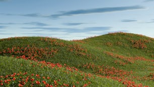 a hill covered in red flowers under a blue sky