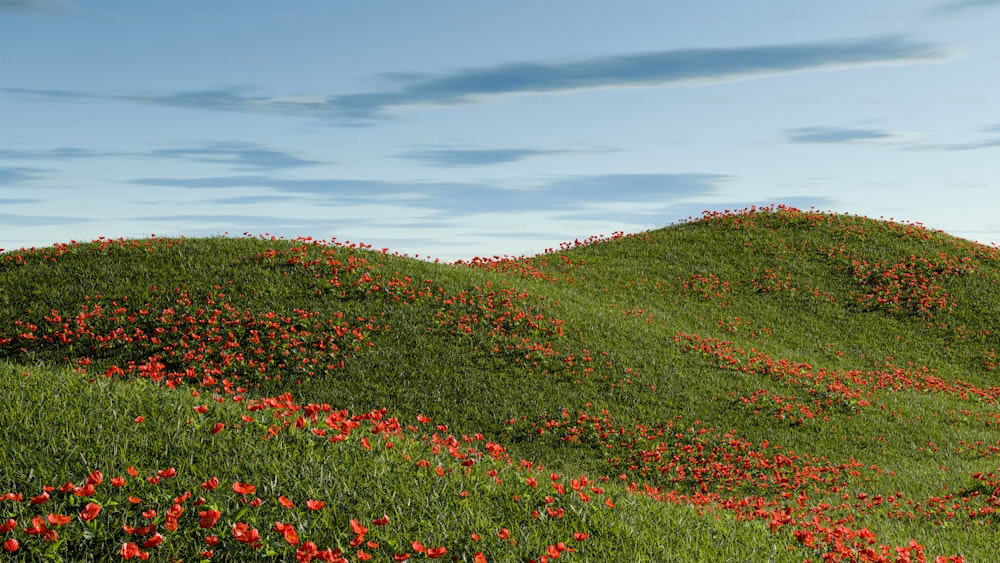 a hill covered in red flowers under a blue sky