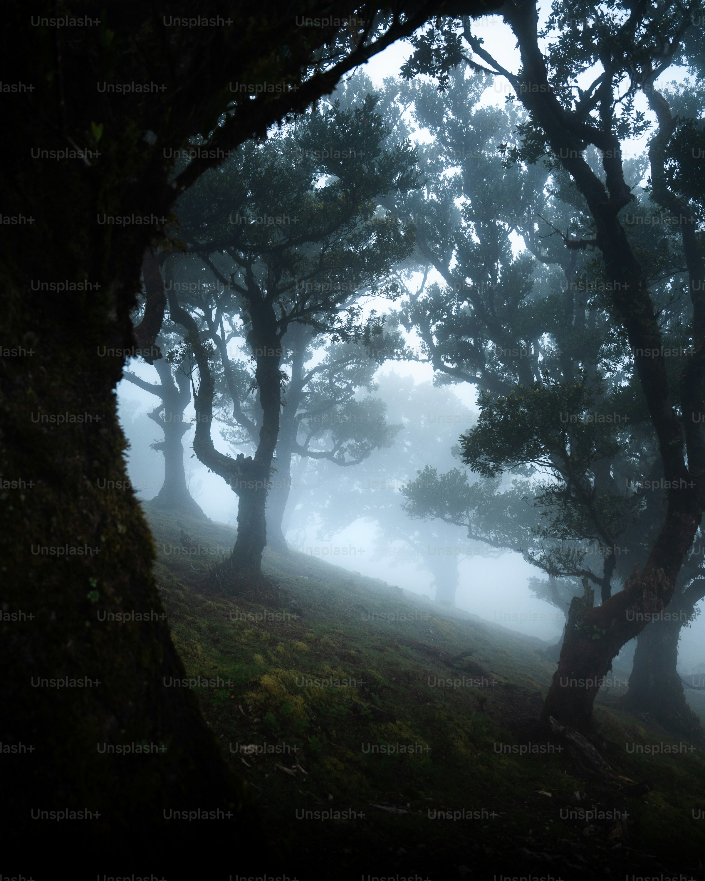 a foggy forest filled with lots of trees