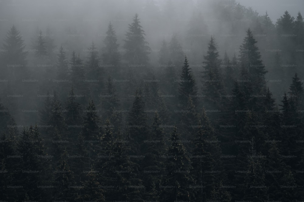 霧に覆われた木々が生い茂る森