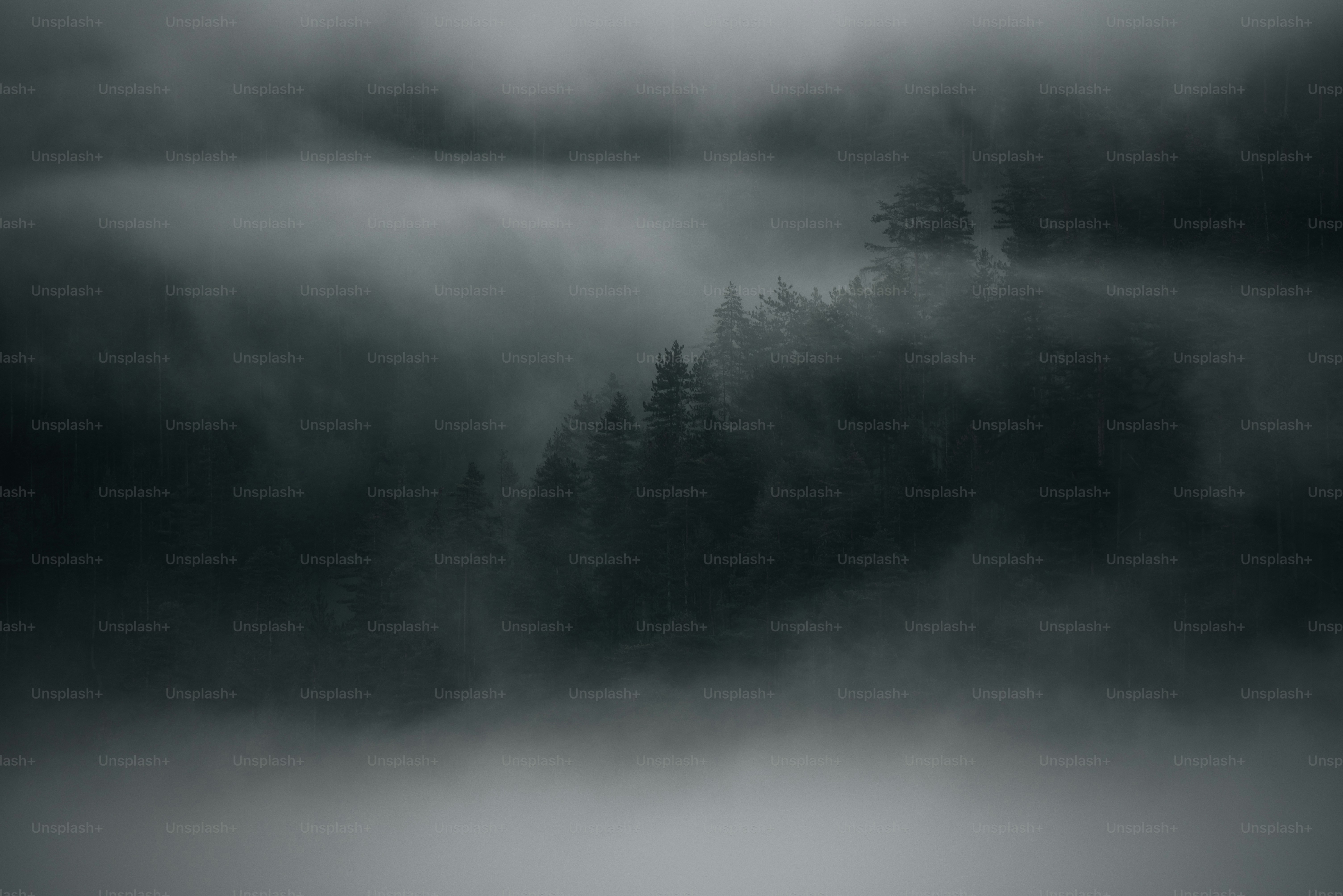 A forest filled with lots of trees covered in fog photo – Weather Image ...