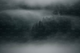 a black and white photo of a forest covered in fog