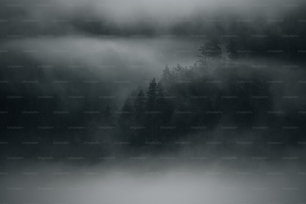 uma foto em preto e branco de uma floresta coberta de neblina