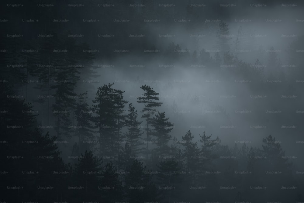 a forest filled with lots of trees covered in fog