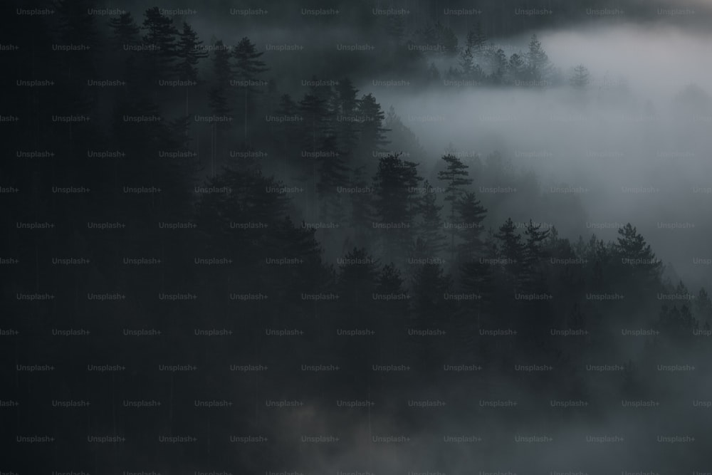 uma floresta cheia de muitas árvores cobertas de nevoeiro