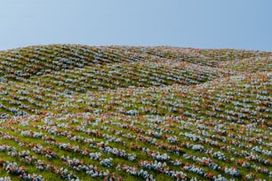 Ein mit vielen Blumen bedeckter Hügel unter blauem Himmel