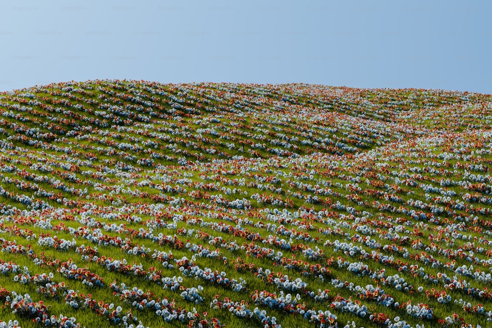 Ein mit vielen Blumen bedeckter Hügel unter blauem Himmel