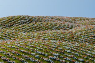 a hill covered in lots of flowers under a blue sky