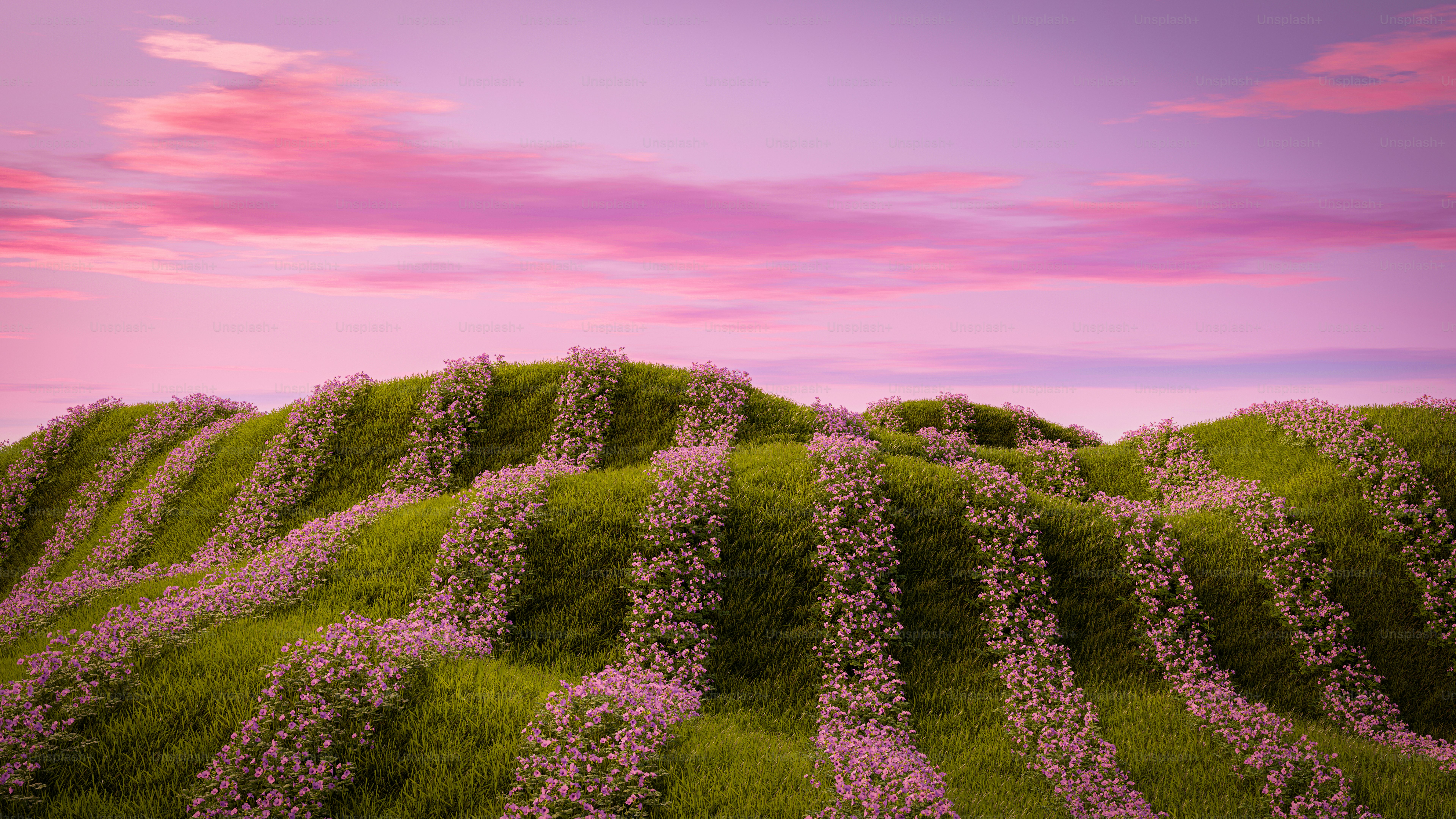 A lush green hillside covered in pink flowers photo – Flowers Image on  Unsplash, image size:3000x1688