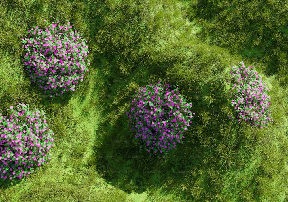 들판 한가운데에 앉아 있는 보라색 꽃 무리