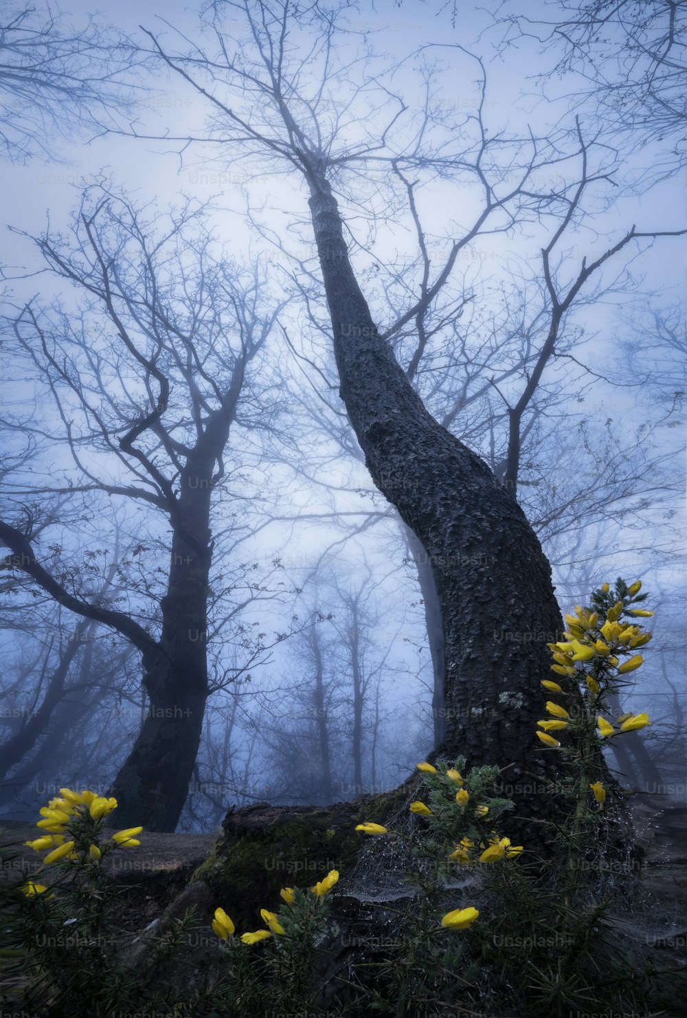 a tree in a foggy forest with yellow flowers