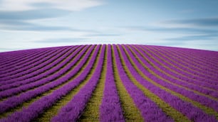 a large field of purple flowers under a blue sky