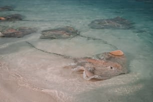 eine große Gruppe von Tieren, die in einem Gewässer schwimmen