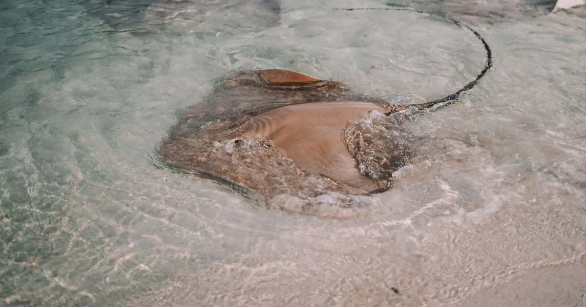A large brown object floating on top of a body of water photo – Ocean ...