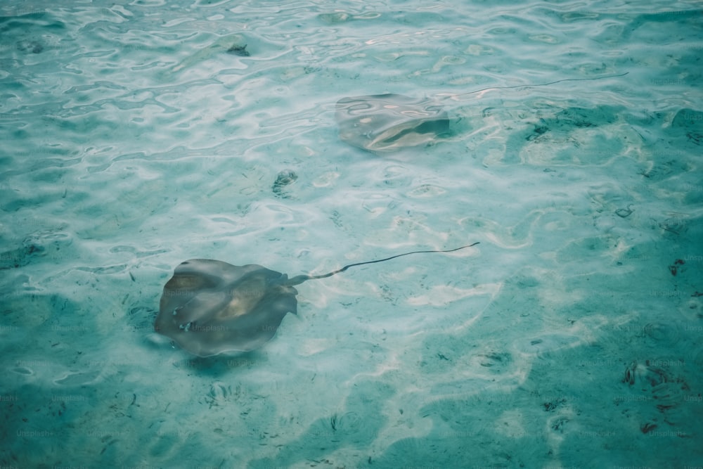 Un par de picaduras nadando en el océano