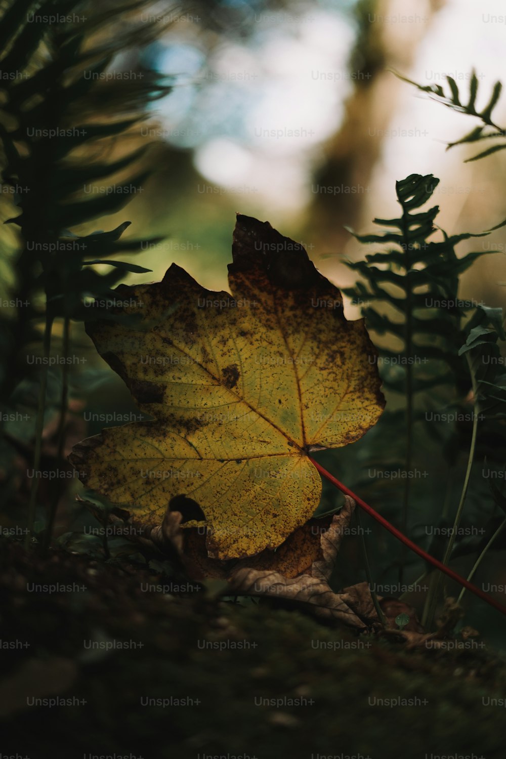 a yellow leaf sitting on top of a forest floor
