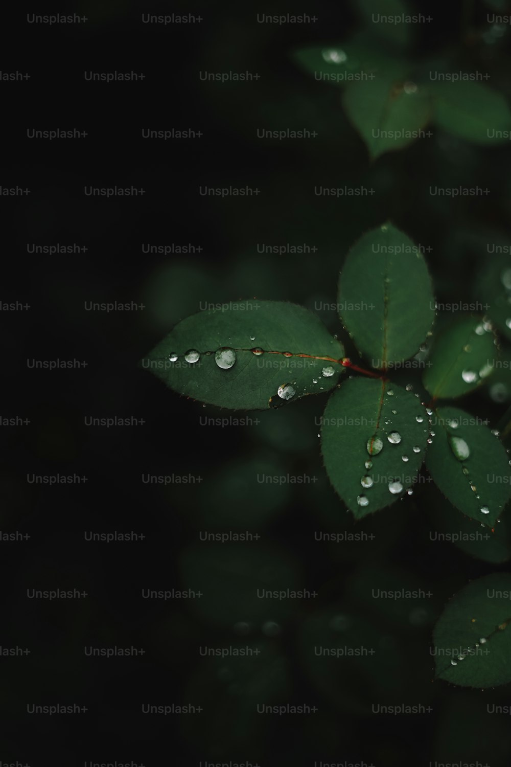 uma folha verde com gotas de água sobre ela