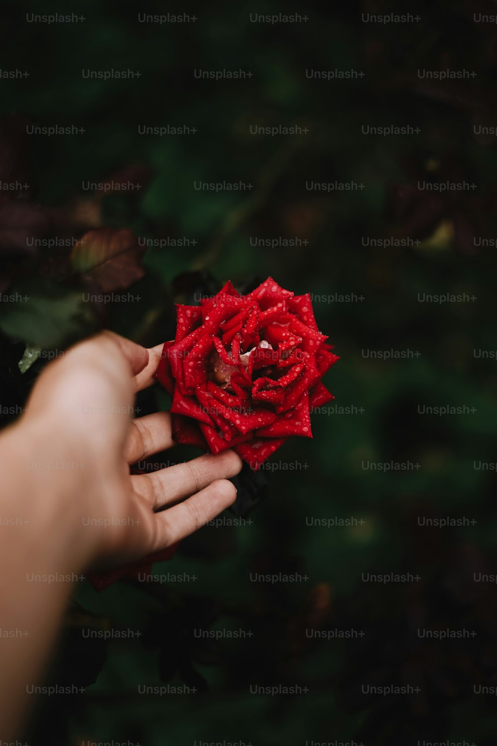 a person holding a red rose in their hand