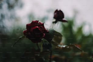 Un primer plano de una rosa roja con gotas de agua