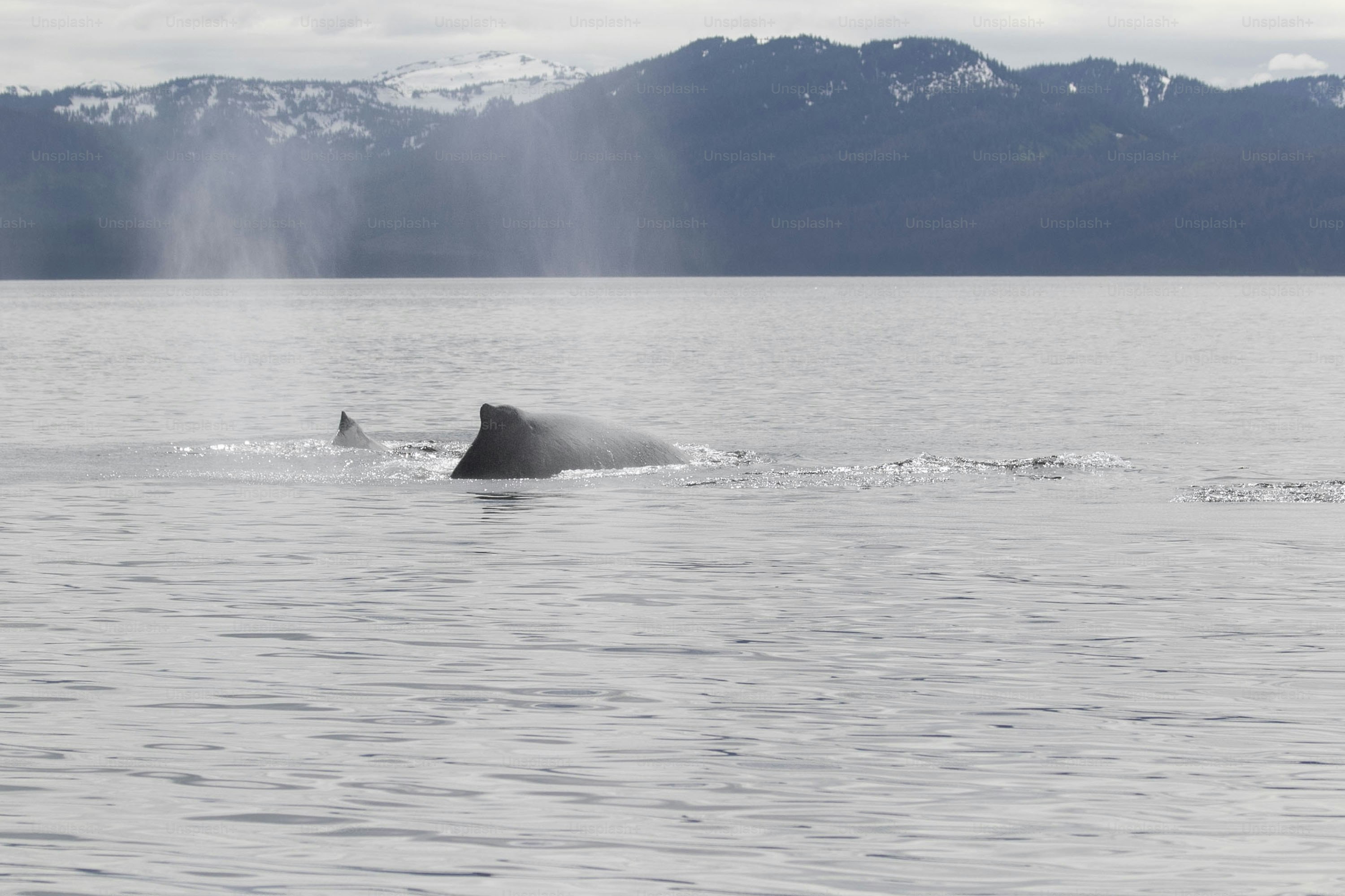 a whale is swimming in a large body of water
