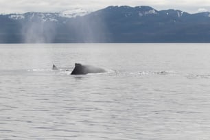 a whale is swimming in a large body of water