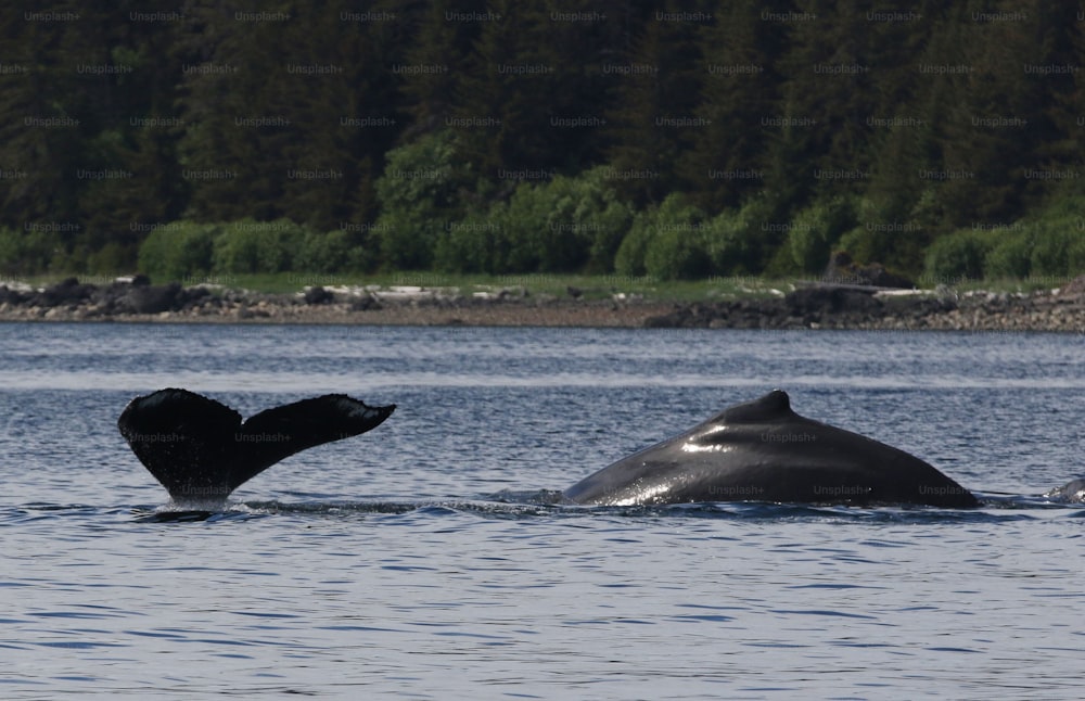 two humpbacks swimming in a lake with trees in the background
