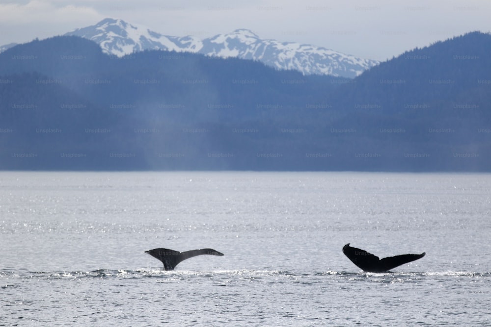 two humpbacks swimming in the ocean with mountains in the background
