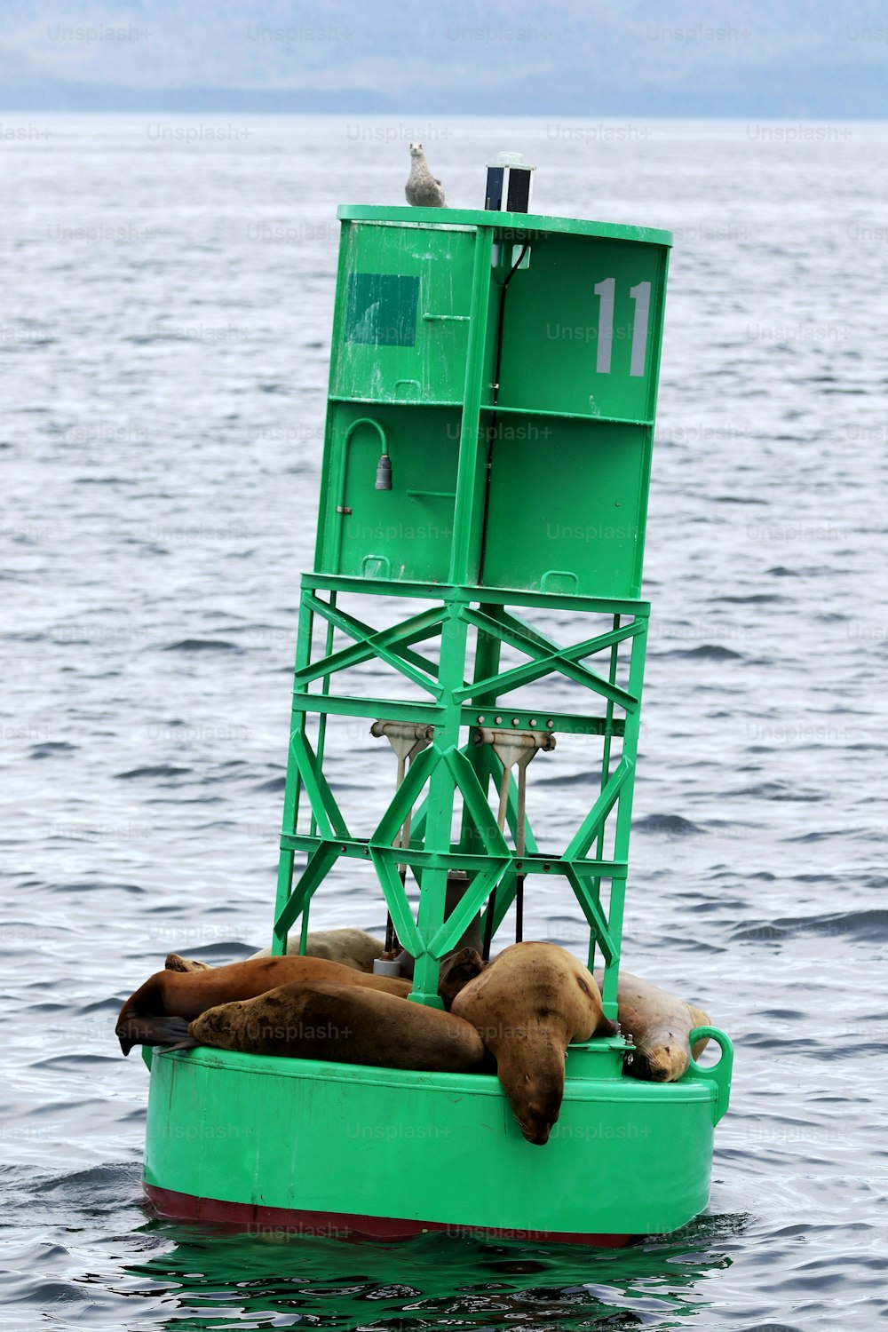 a couple of sea lions laying on top of a green boat