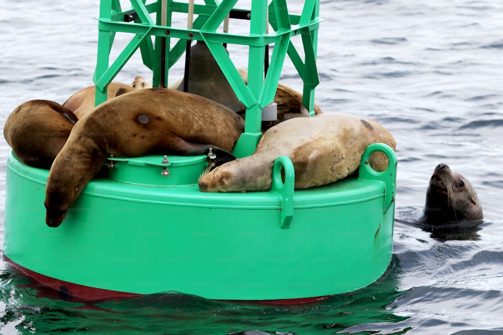 Um grupo de leões marinhos descansando em um barco verde