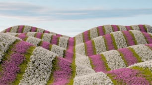 ein Feld aus violetten und weißen Blumen mit einem Himmelshintergrund