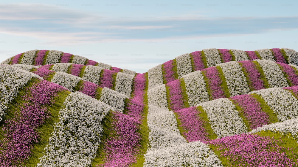 a field of purple and white flowers with a sky background