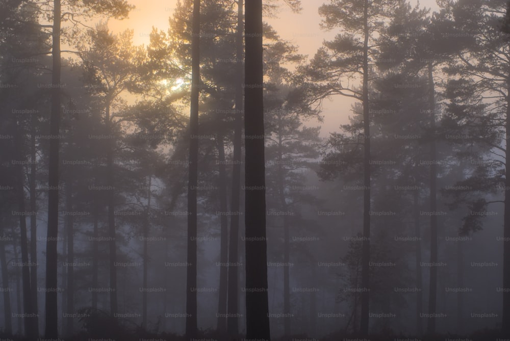 霧の中の木々の間から太陽が輝いています