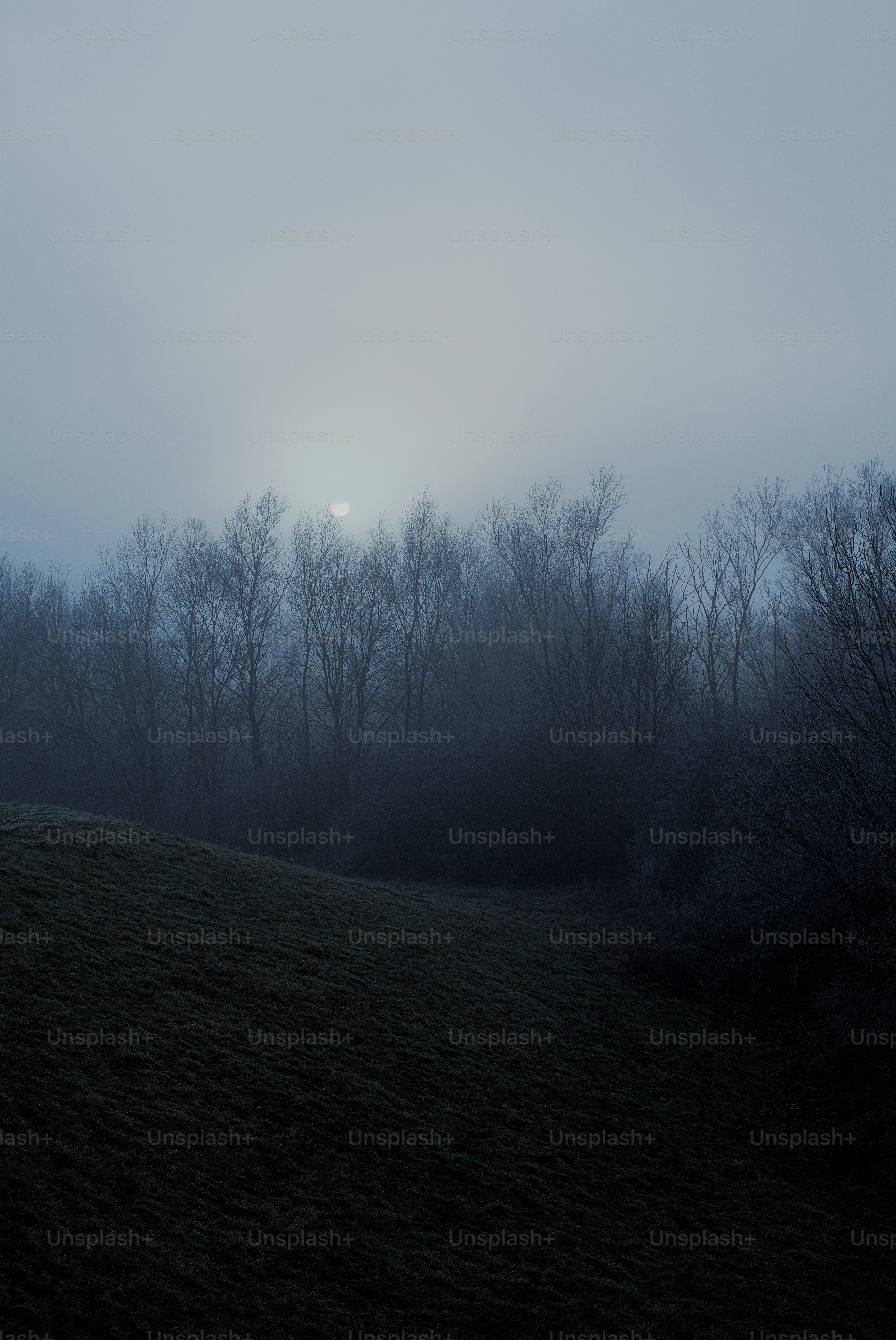 ein nebliges Feld mit Bäumen in der Ferne