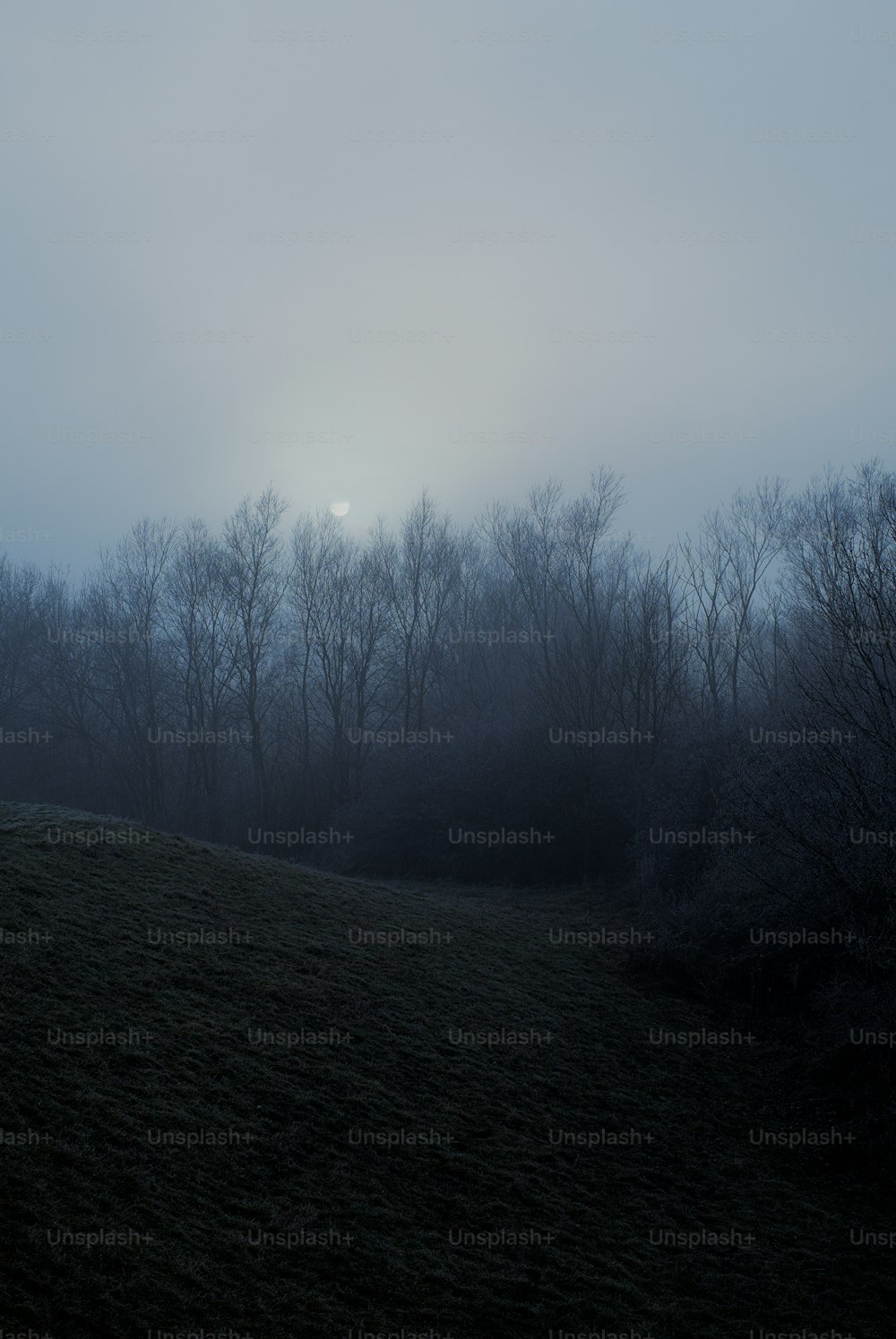 a foggy field with trees in the distance