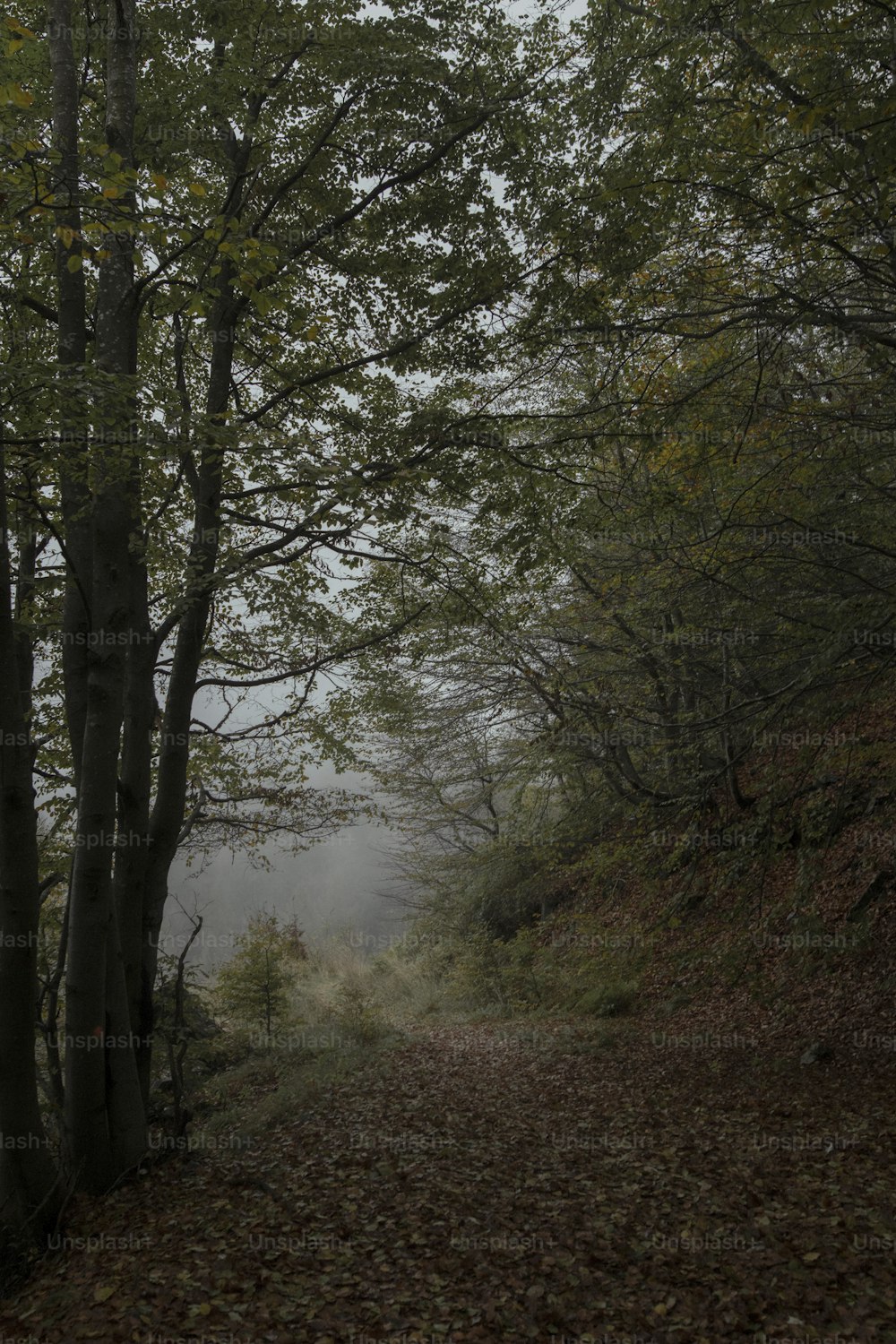 Un camino de tierra rodeado de árboles en un día de niebla