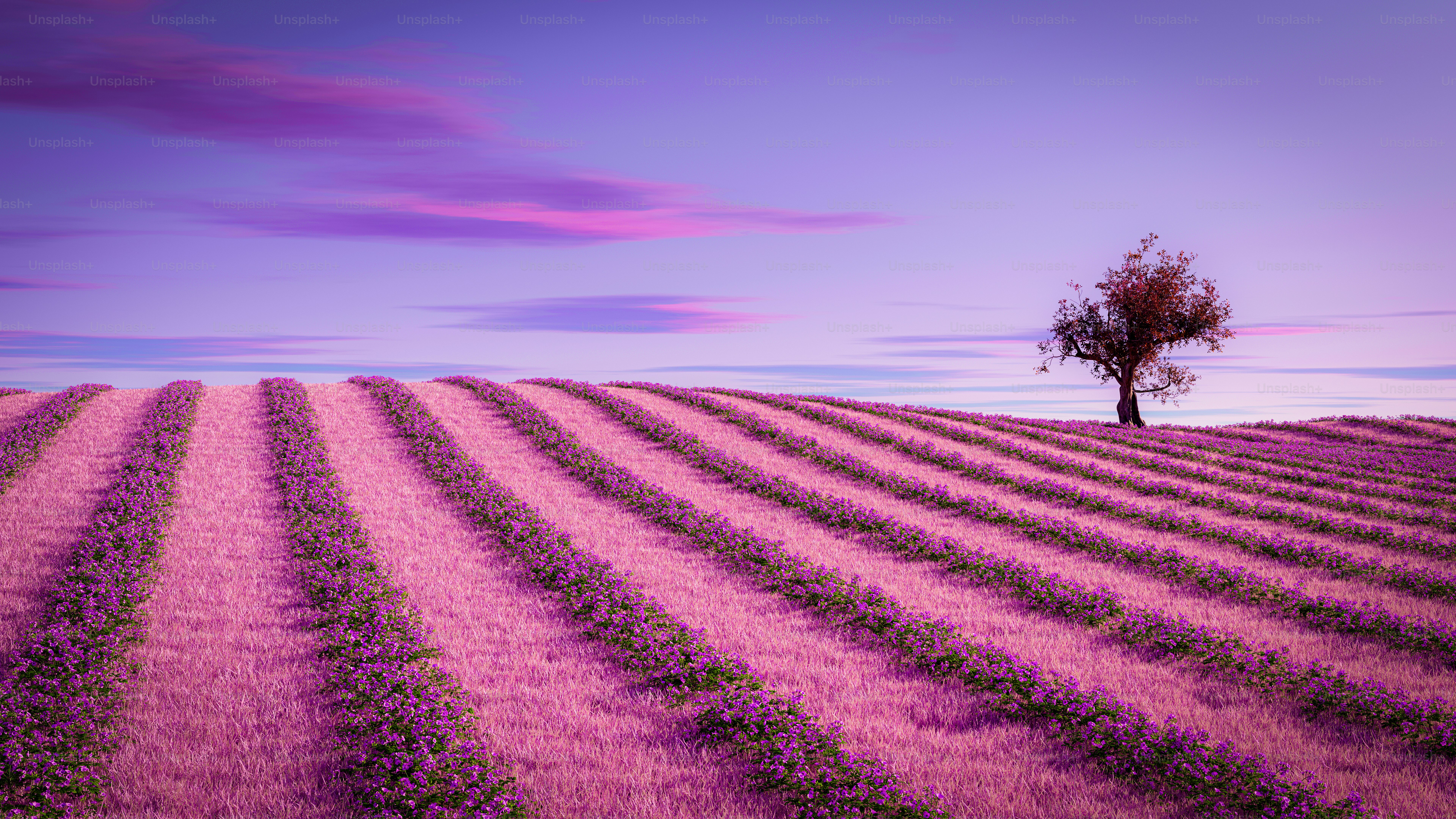 ラベンダー畑の真ん中にある一本の木