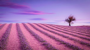 a lone tree in the middle of a lavender field