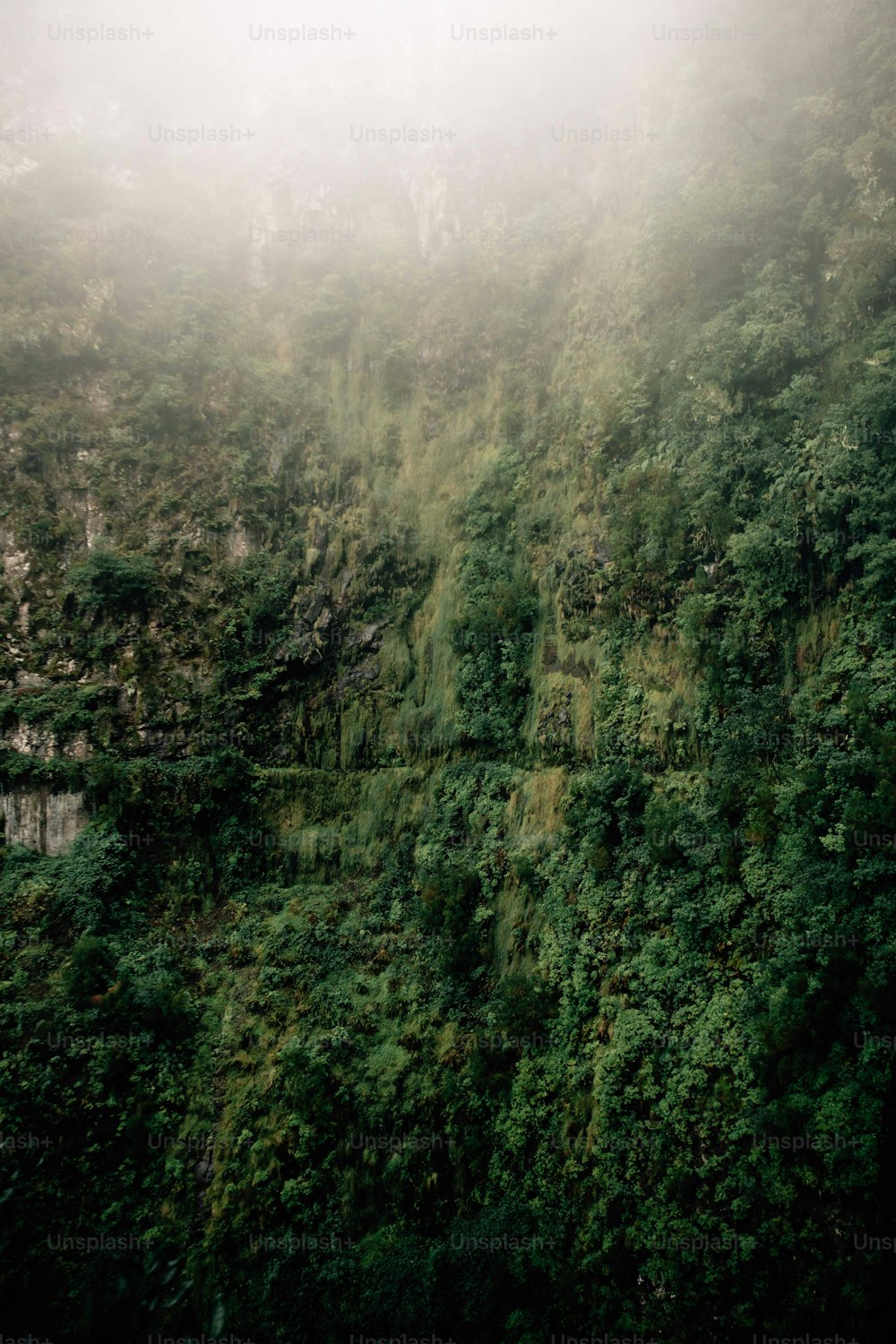 a lush green hillside covered in lots of trees