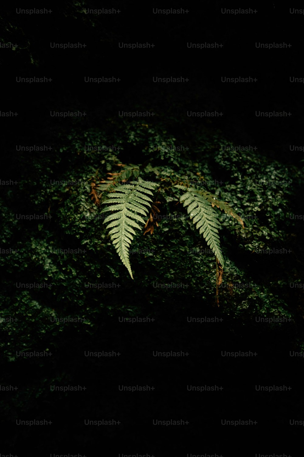 무성한 녹색 숲 위에 앉아있는 녹색 고사리 잎