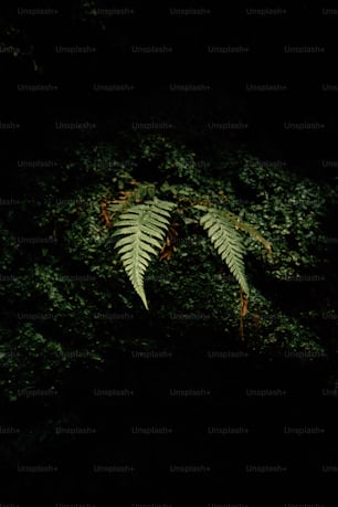 a green fern leaf sitting on top of a lush green forest