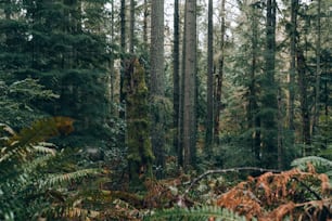 a lush green forest filled with lots of trees