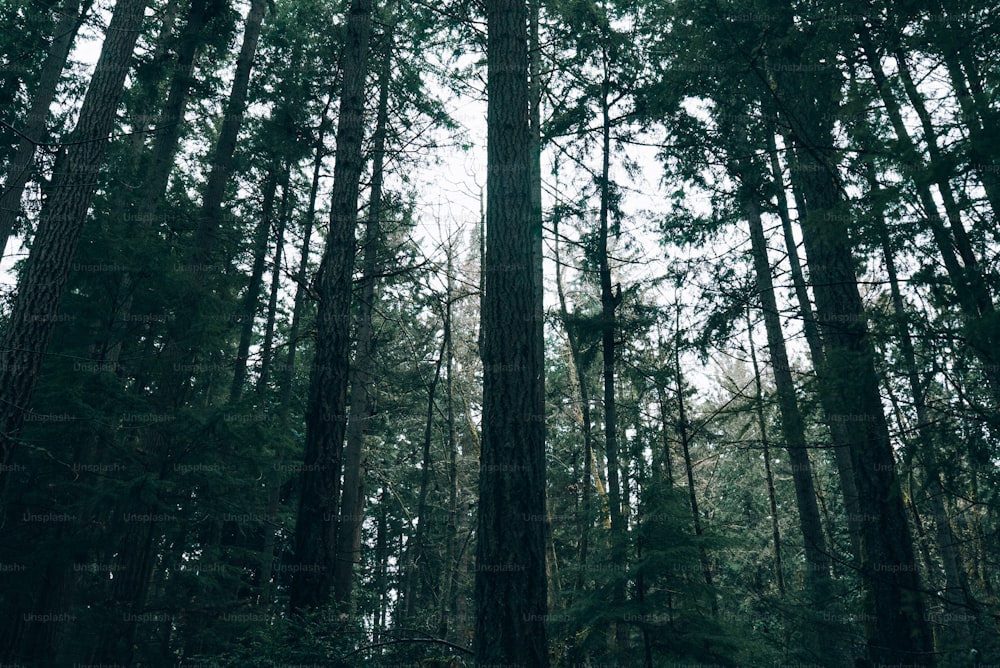 Une forêt remplie de grands arbres