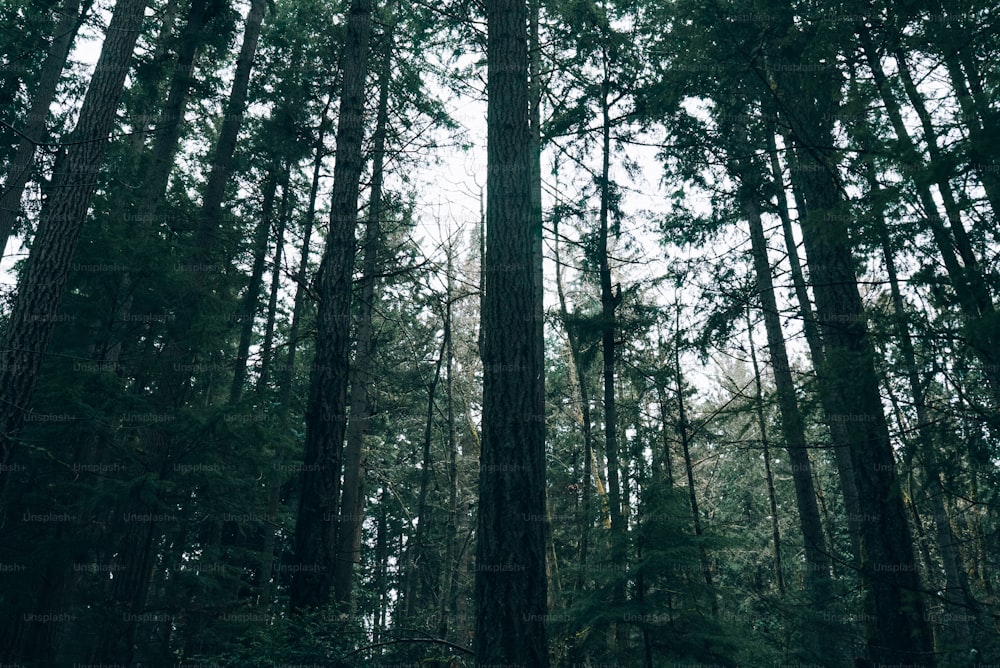uma floresta cheia de árvores altas