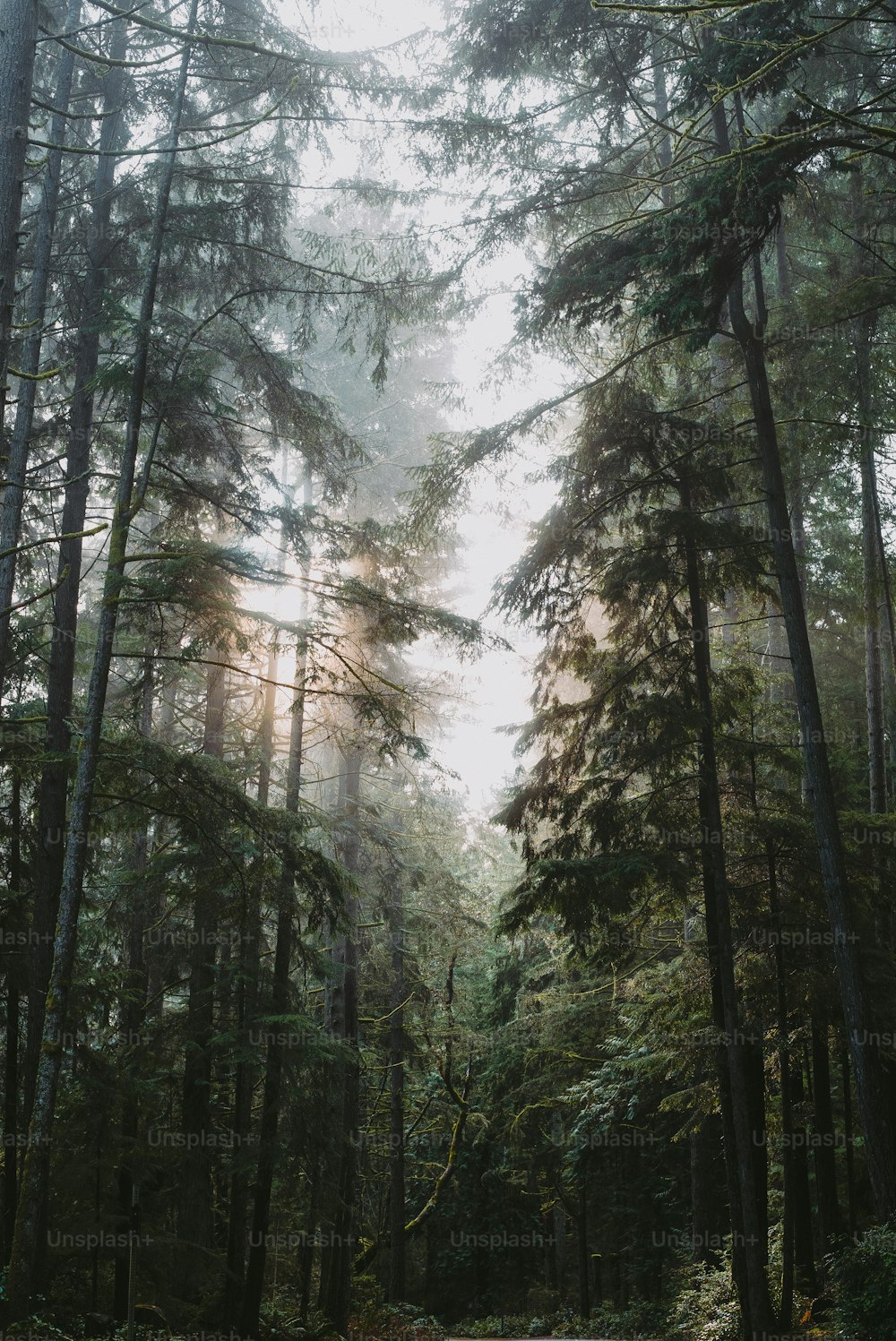 eine Straße mitten im Wald, umgeben von hohen Bäumen