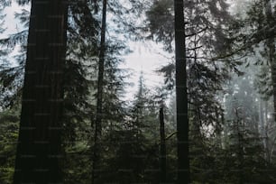 a forest filled with lots of tall trees